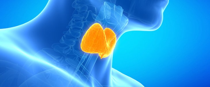 Endocrinologie